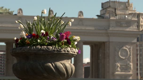 Close-up de canteiro de flores no parque da cidade — Vídeo de Stock