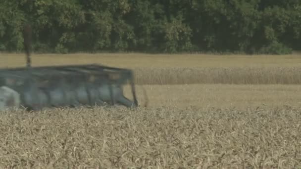 Cosechas de trabajo se combinan en el campo de polvo de trigo — Vídeo de stock