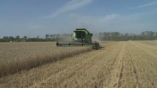 Збиральний комбайн на літньому полі пшениці — стокове відео