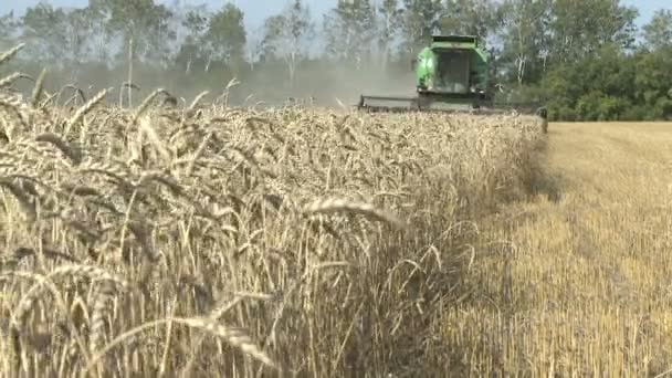 Cosecha se combinan en el campo de verano de trigo maduro — Vídeo de stock