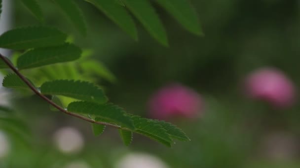 Flor de peonía roja en el viento — Vídeo de stock