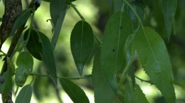 Islak görünümünü yaprakları yağmur sonrası, yakın çekim
