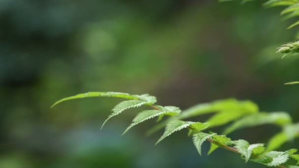 Hoja verde vista de cerca en el jardín — Vídeo de stock