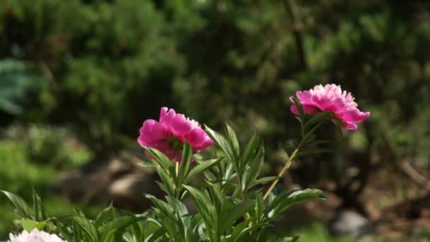 Flor de peonía roja en el viento — Vídeo de stock