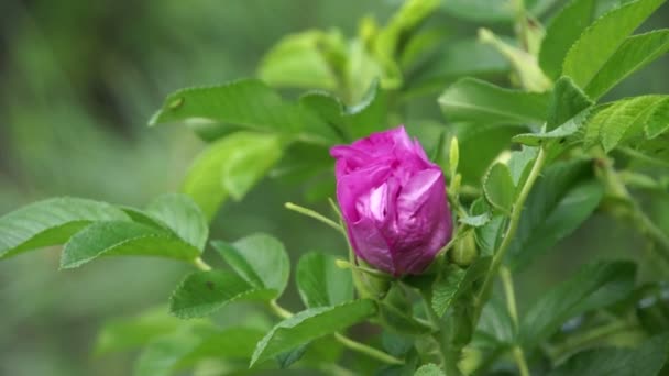 Flor rosa de primer plano — Vídeo de stock