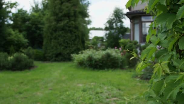 Маленький сад на заднем дворе в летний день — стоковое видео