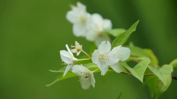 White apple bloom at windy day — Stock Video