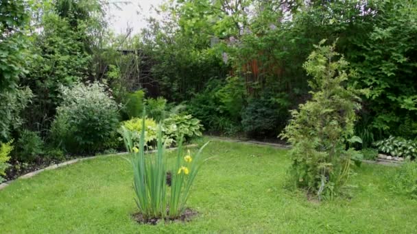 Petit jardin à l'été journée venteuse — Video