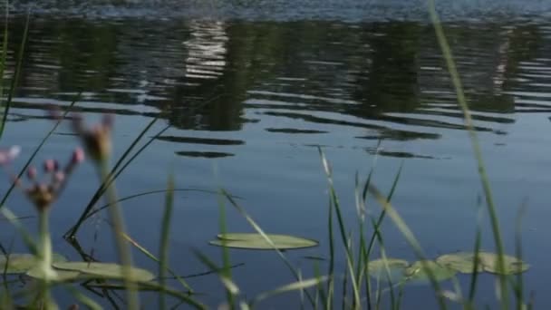 Specchio in fiume su piccolo villaggio russo — Video Stock