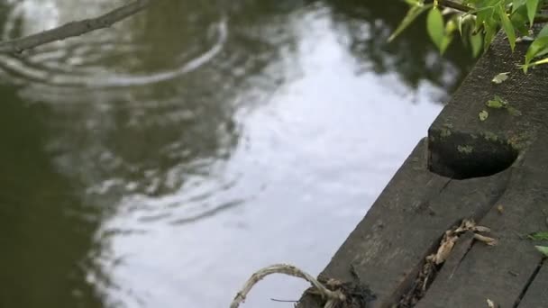 Naturen. Utsikt över ringar på vatten under regn — Stockvideo