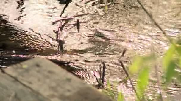 Våren uppvaknandet av naturen. Creek flöden — Stockvideo