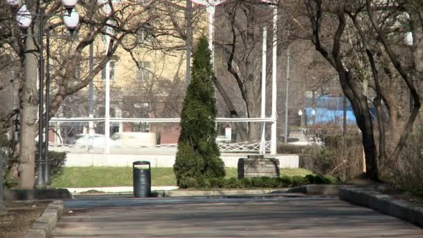 View of thuja growing in city park — Stock Video