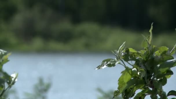 Vista del río y el parque — Vídeo de stock