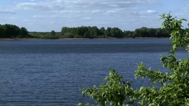 vue sur la rivière et la forêt 