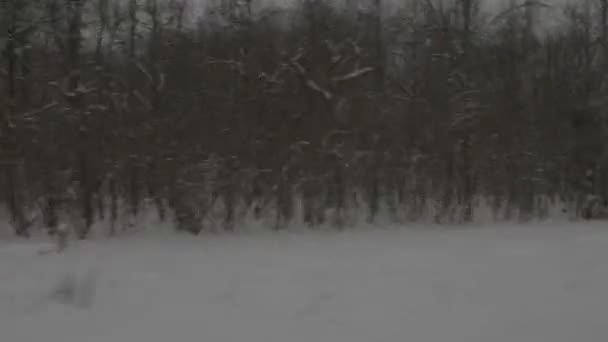 Vista em movimento rápido em árvores de neve de trem — Vídeo de Stock