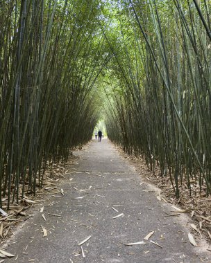 View of Labirinto della Masone, a scenic bamboo labyrinth and cultural park, Fontanellato, Parma province, Italy