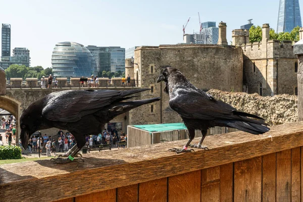 Londra Kulesi 'nin Kuzgunları. Geleneksel olarak varlıklarının İngiliz Krallığını koruduğuna inanılır.