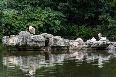 Pelican Rock 'taki pelikanlar Londra' daki St. Jamess Park 'ta.