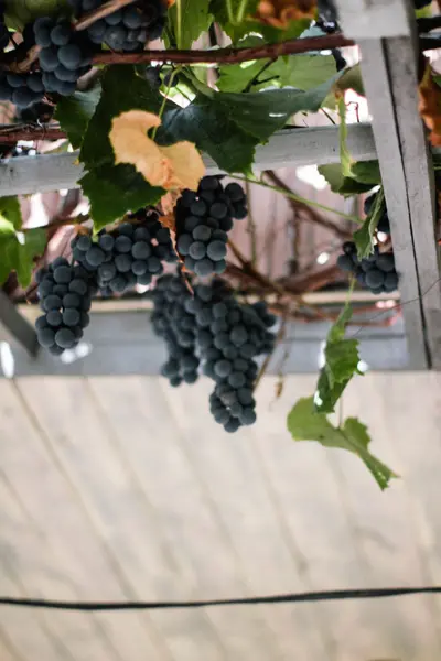 Grape in my garden in Ukraine — Stock Photo, Image