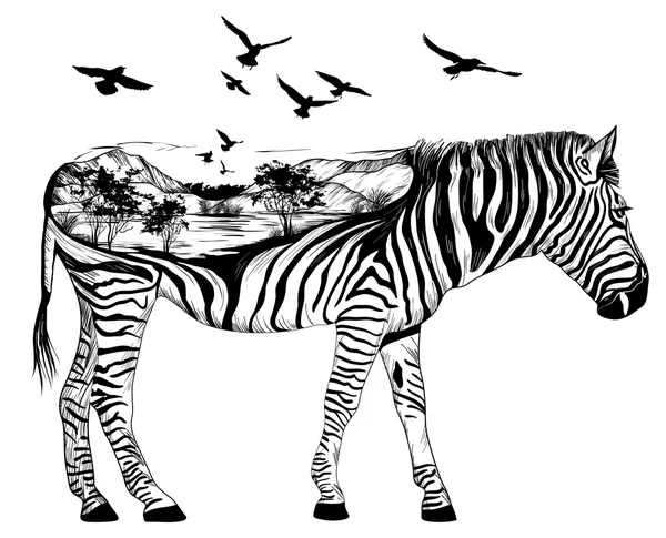 Zebra desenhada à mão para o seu design, conceito de vida selvagem —  Vetores de Stock