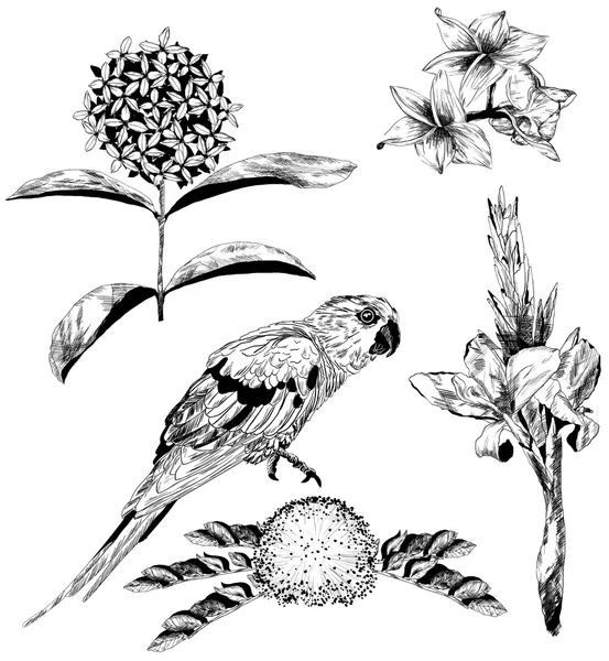 Vektor-Set tropischer Blumen und Papageien — Stockvektor