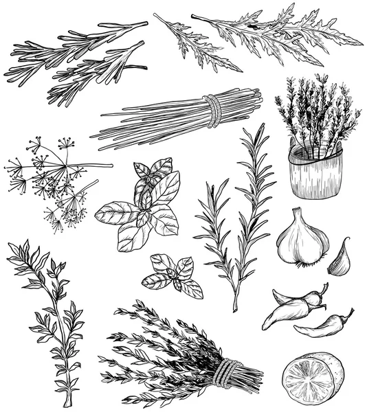 Hierba y especias — Archivo Imágenes Vectoriales