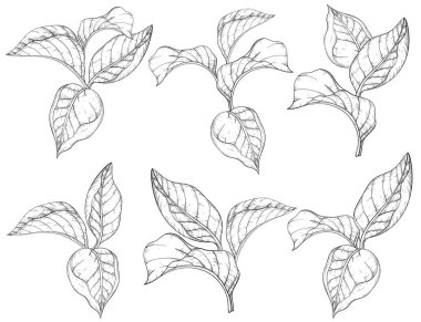 Orman yapraklarıyla kusursuz desen. Siyah ve beyaz