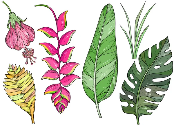 Zestaw ręcznie rysowanych liści dżungli i egzotycznych kwiatów — Wektor stockowy