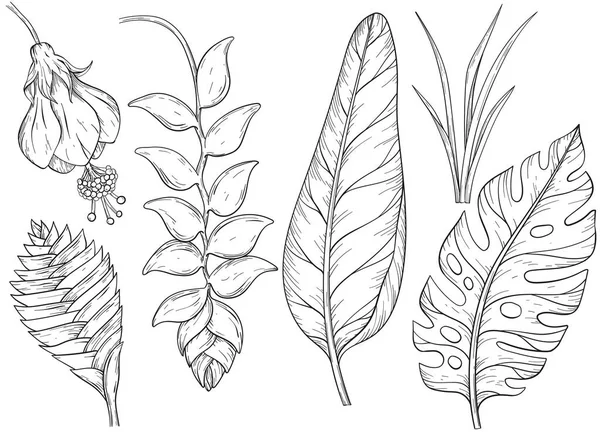 Conjunto de hojas de selva dibujadas a mano y flores exóticas. Blanco y negro — Archivo Imágenes Vectoriales