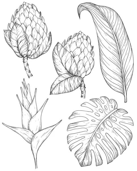 Tropische Blumen und Blätter. Set aus handgezeichneten Dschungelblättern und exotischen Blumen. Schwarz-Weiß — Stockvektor