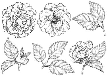Camellia flowers black and white set. Camellia and rose flower collection. clipart