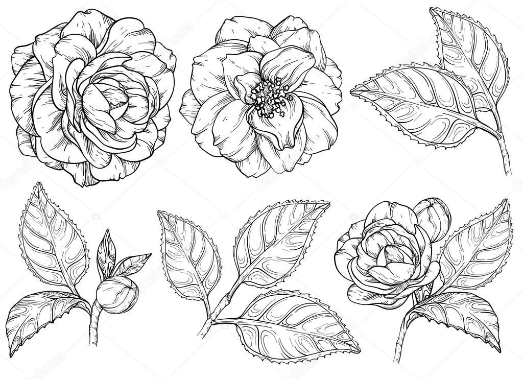 Camellia flowers black and white set. Camellia and rose flower collection.