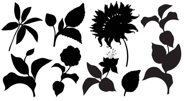 Kwiaty i liście. Elementy roślinne izolowane na białym tle. — Wektor stockowy