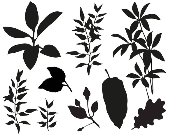 Elementy roślinne z dżungli — Wektor stockowy