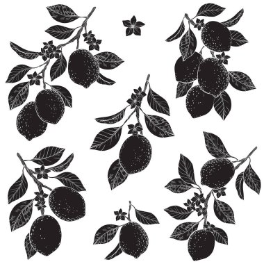 Limon ağacı siluetlerinin vektör seti basit ve zarif bir şekilde. Yapraklı ve limonlu çeşitli dal şekilleri içerir.