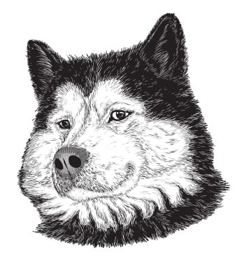 köpek portre (siyah ve beyaz)