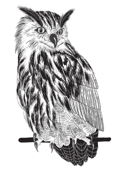 Croquis de hibou sur une branche — Image vectorielle