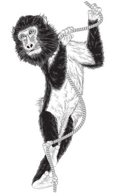 beyaz zemin üzerinde bir ip ile maymun