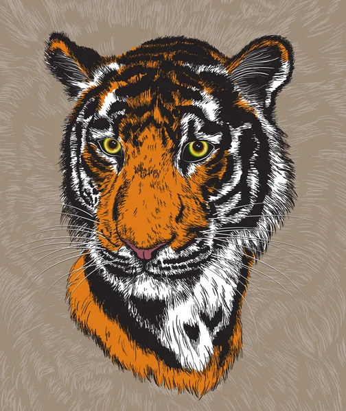 Illustrazione del volto di una tigre — Vettoriale Stock