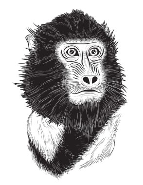 beyaz zemin üzerinde bir ip ile maymun portresi