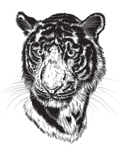 Cara de tigre — Vector de stock