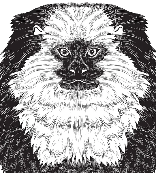 Μαϊμού marmoset μαύρη σιλουέτα — Διανυσματικό Αρχείο