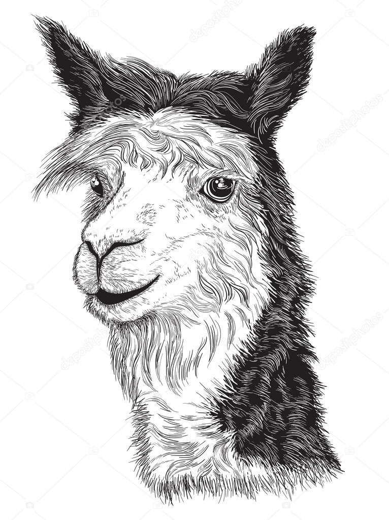 sketch of a Alpaca's face
