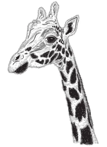 Zwart en wit portret van Giraffe — Stockvector