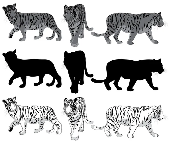 Σύνολο κοντινή τίγρεις — Διανυσματικό Αρχείο
