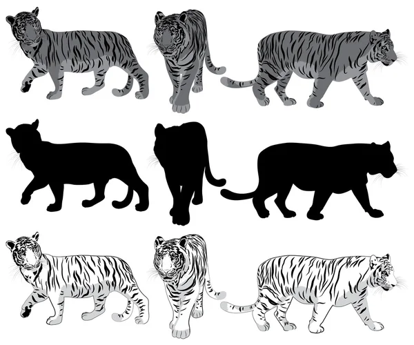 Set of walking Tigers — 图库矢量图片