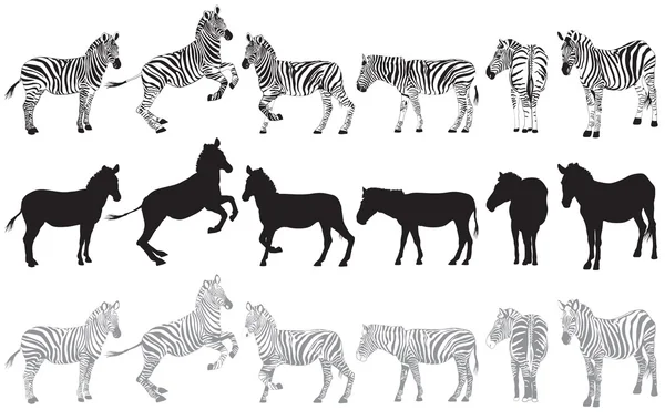 Set of zebra on a white — Stock Vector