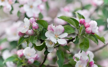 Güzel bahar çiçekli ağaç, elma ağacının hassas beyaz çiçekler