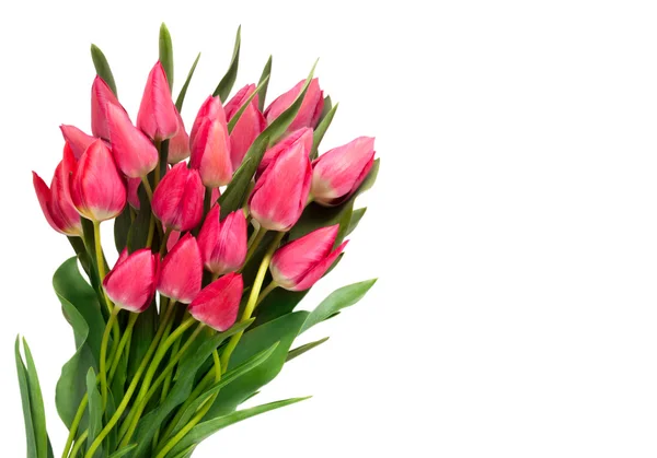 Beyaz arkaplanda pembe laleler.