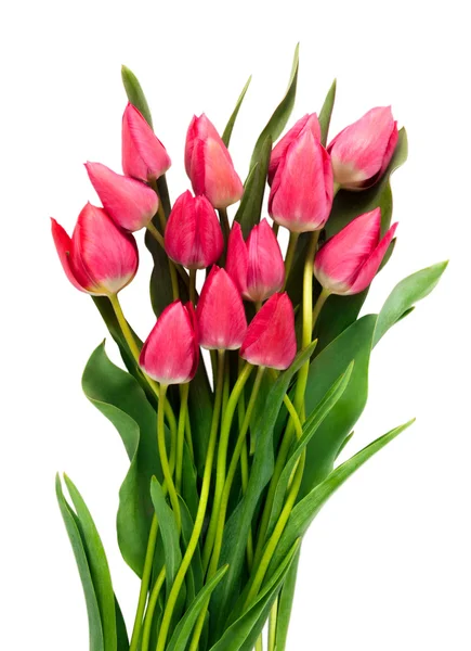Rosa Tulpen auf weißem Hintergrund. — Stockfoto